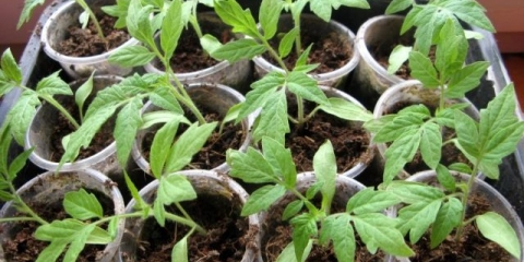 Šta učiniti ako su sadnice paradajza tanke i dugačke